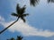 Coconut tress swaying at the beach on a clear blue day