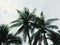 Coconut under the sky and sea breeze Thailand