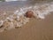 A coconut that is washed away by the sea waves