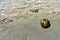 Coconut washed up on the beach