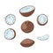 Coconut whole and cut in halves hand drawn color illustrations set