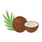 Coconut whole fruit with half flat design