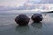 Coconuts on Aitutaki Lagoon Cook Islands