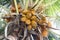 Coconuts brown on tree coconut palm, brown king coconut young in garden plantation, coconut yellow brown color fruit in nature