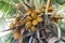 Coconuts brown on tree coconut palm, brown king coconut young in garden plantation, coconut yellow brown color fruit in nature