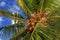 Coconuts, Christmas Island, Kiribati