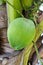 Coconuts close-up hanging on palm tree