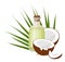 Coconuts and coconut oil with tropical palm leaves. Healthcare. Alternative therapy. Raster illustration on white background