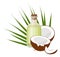 Coconuts and coconut oil with tropical palm leaves. Healthcare. Alternative therapy. Vector illustration on white