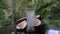 Coconuts and coconut water on the black glass table isolated over blurred palm trees background