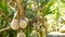 Coconuts growing as decoration in garden. Exotic tropical coconuts hanging on palms with green leaves lit by sun. Way to