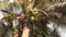 Coconuts growing in a palm tree in The Gambia.