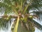 Coconuts growing wild on a tree in Koh Samui