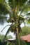 Coconuts hanging from a fertile coconut tree.