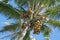 Coconuts hanging from Palm Tree