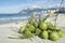 Coconuts Ipanema Beach Rio de Janeiro Brazil