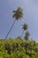 Coconuts palm tree - Coqueirinho beach, Conde PB, Brazil