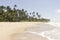 Coconuts palm tree - Coqueirinho beach, Conde PB, Brazil