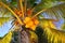 Coconuts in palm tree detail tropical symbol