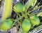 Coconuts in palm tree detail tropical symbol