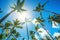 Coconuts palm tree perspective view, exotic background