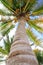 Coconuts palm tree perspective view from floor