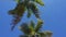 Coconuts palm tree perspective view over blue sky