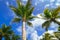 Coconuts palm trees on the tropical beach