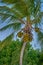 Coconuts ripening on palm tree
