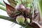 Coconuts rotten on tree, coconut palm is rotten, coconut young rot in garden plantation, coconut fruit in nature, coconuts rot