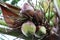 Coconuts rotten on tree, coconut palm is rotten, coconut young rot in garden plantation, coconut fruit in nature, coconuts rot