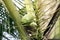 Coconuts on tree coconut palm, coconut young in garden plantation, coconut fruit in nature, coconuts green small selective focus