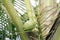 Coconuts on tree coconut palm, coconut young in garden plantation, coconut fruit in nature, coconuts green small selective focus