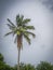 Coconuts tree at Ometepe Island.