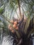 Coconuts tree at Ometepe Island.