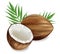 Coconuts Vector realistic. template tropic exotic background. detailed 3d illustrations