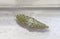 Cocoon of cabbage butterfly ( Pieris brassicae)