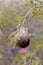 Cocoon of caterpillars close-up