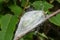 Cocoon of the Cecropia Moth - Hyalophora cecropia
