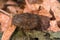 The cocoon of Pyrrharctia isabella, or the woolly bear caterpillar on a pile of dried leaves.