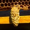 Cocoon Queen bee