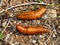 Cocoons of the butterfly Blackleg Tortoiseshell