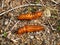 Cocoons of the butterfly Blackleg Tortoiseshell