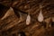 Cocoons with eggs of a spider hanging from a ceiling