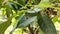 The cocoons hang among the lush green leaves