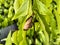 The Cocoons Hang on the Tops of Rambutan Leaves