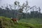 Cocora Valley