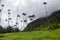 Cocora Valley Hill
