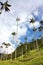 Cocora walley and wax palm