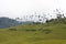 Cocora walley and wax palm